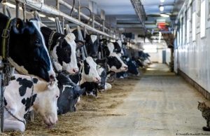 Estudio: el sector cárnico miente sobre su huella verde