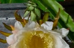 Ilusión que florece, perfuma y muere…