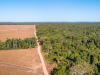Dos tercios de la Amazonía podrían transformarse en sabana