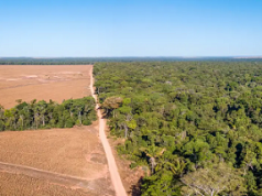 Dos tercios de la Amazonía podrían transformarse en sabana