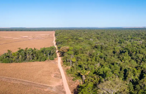 Dos tercios de la Amazonía podrían transformarse en sabana