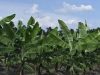 De la quiebra bananera a la inseguridad alimentaria