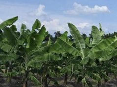 De la quiebra bananera a la inseguridad alimentaria