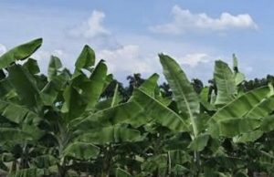 De la quiebra bananera a la inseguridad alimentaria