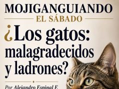 ¿Los gatos: malagradecidos y ladrones?