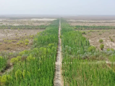 China sembró 66.000 millones de árboles, pero algo raro pasó