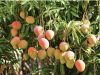 No es solo el mango: el problema es mayor